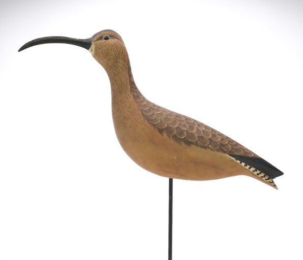 Cigar Daisey – Curlew – 2024