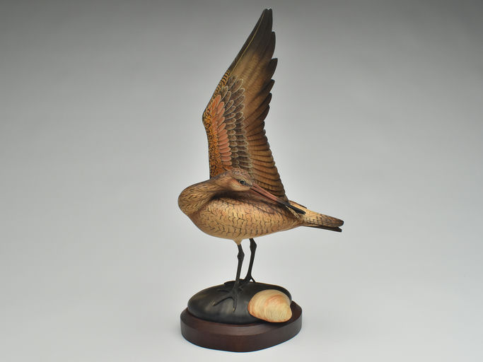 Bill Gibian – Preening Godwit – 2023