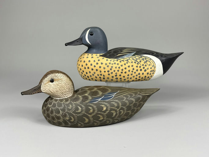 Roe Terry – Blue-winged teal – 2026