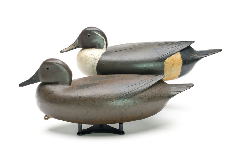 William Quinn — Pintail