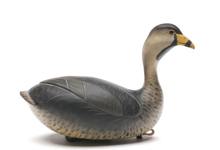 Bob White – Grebe – 2026