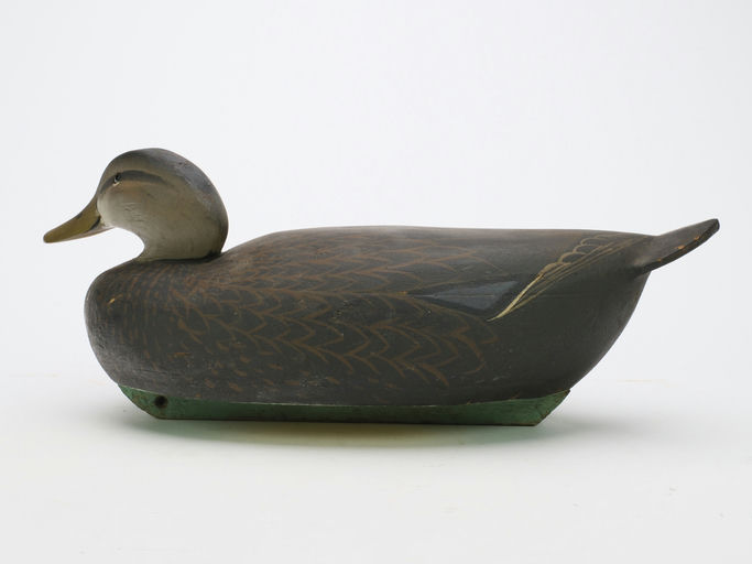 Ward Brothers – Black duck – 2024