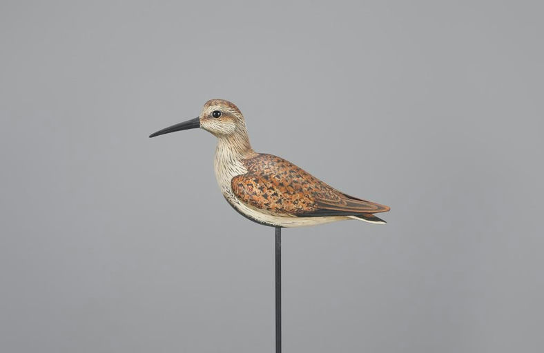 Bill Gibian – Dunlin – 2023