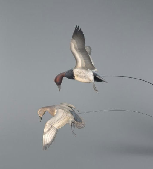 David W. Martinez – Canvasback Pair – 2025