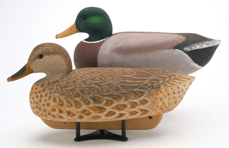 Cigar Daisey – Mallard – 2024