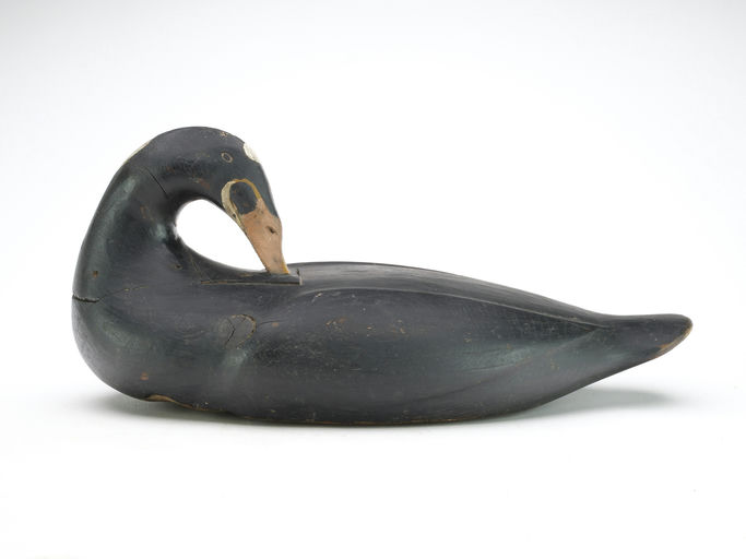 Gus Wilson – Preening Surf Scoter – 2024
