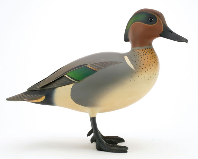 Oliver Lawson – Green-winged Teal – 2024
