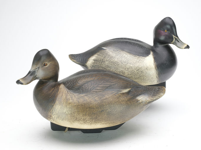 Jim Schmiedlin – Pair of Ringneck – 2023
