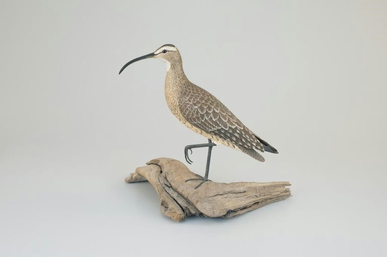 Mark Holland – Curlew – 2026