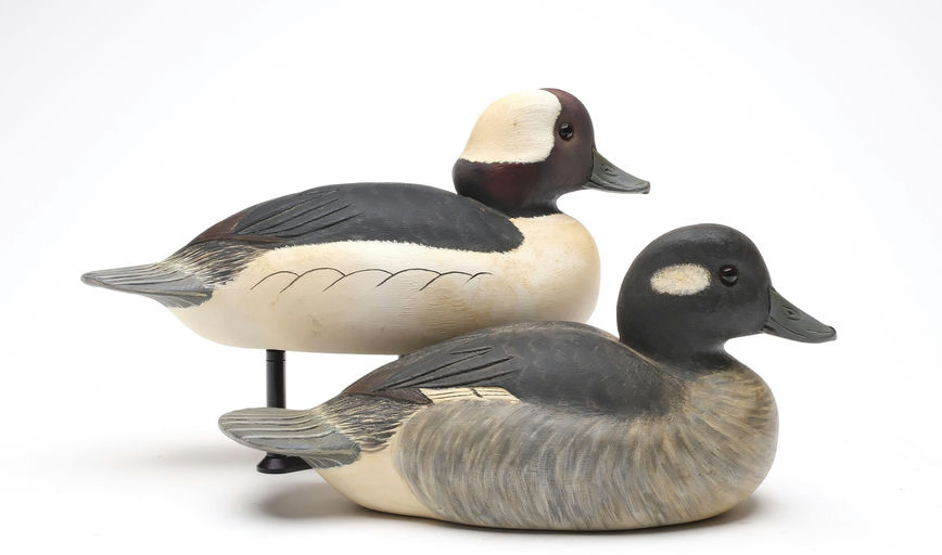 Cigar Daisey – Bufflehead – 2026