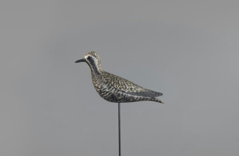 Elmer Crowell – Early Raised-Wing Golden Plover – 2025