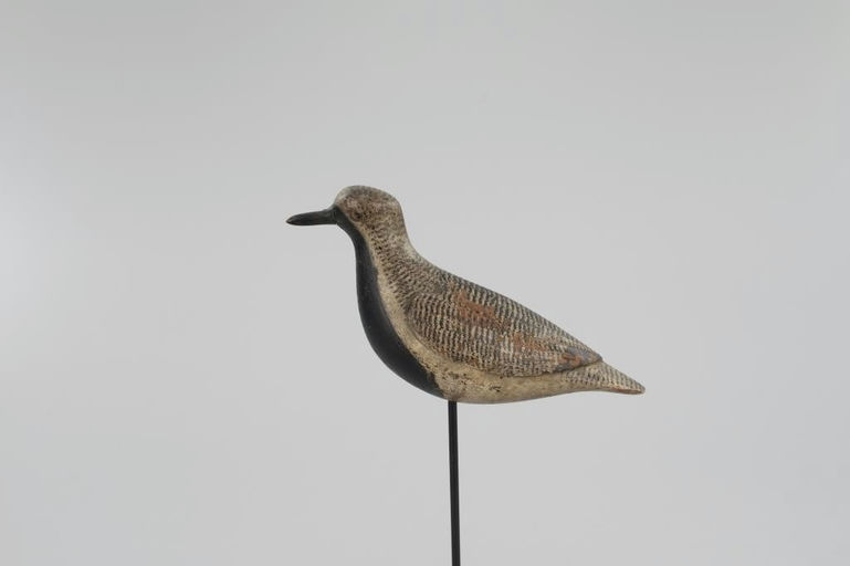 Verity Family – Black-Bellied Plover – 2026