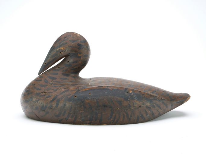 Gus Wilson – Eider Hen – 2024