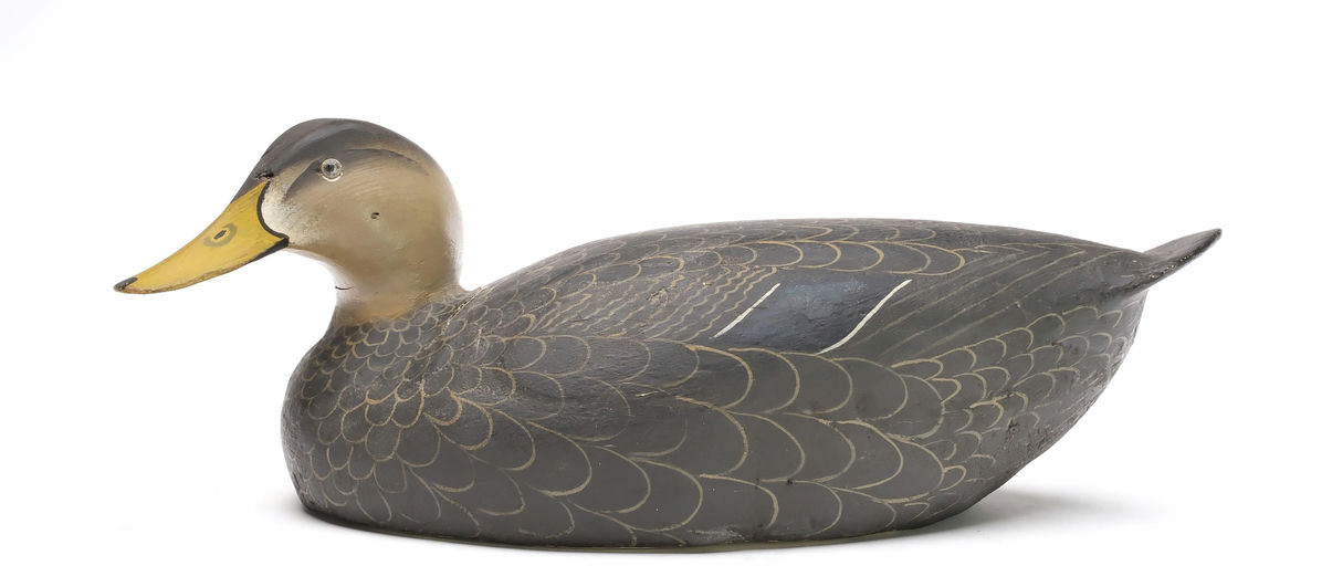 Ward Brothers – Black duck – 2026