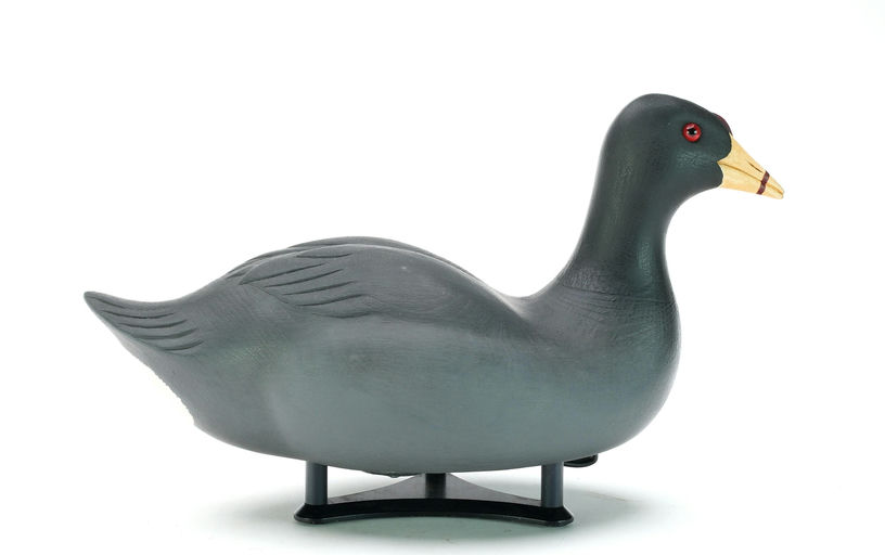 Cigar Daisey – Coot – 2025