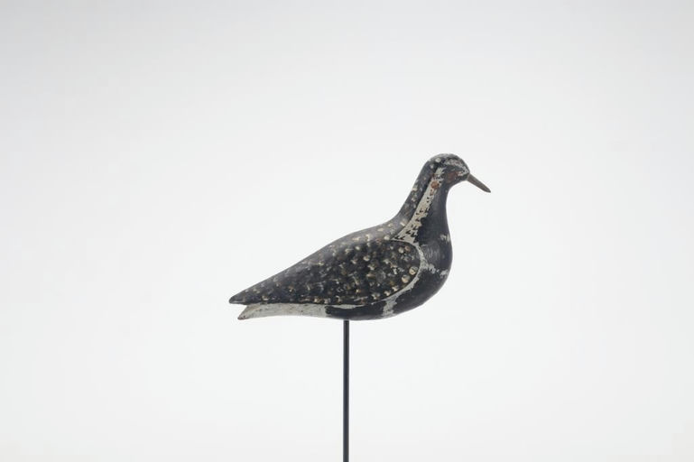 Coffin Family – Coffin Golden Plover – 2021