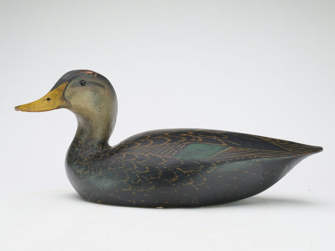 Ward Brothers – Black duck – 2024