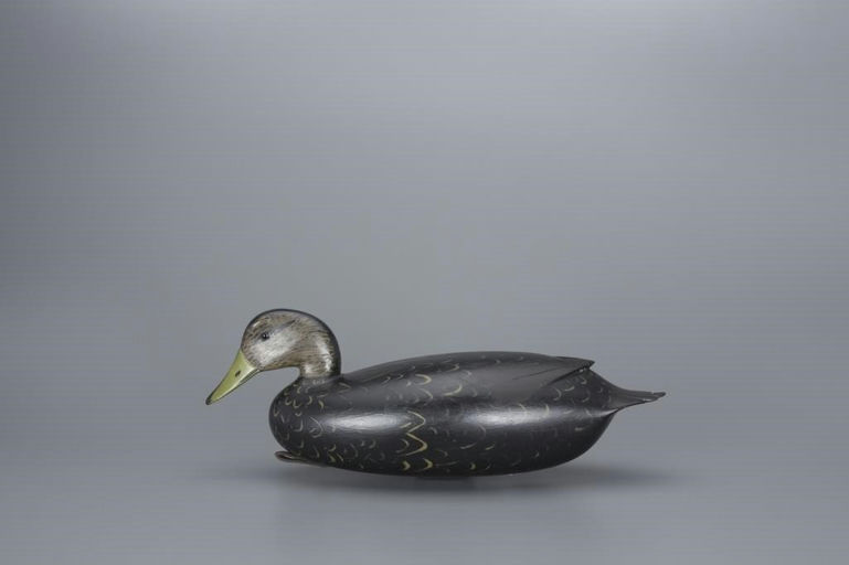 William Quinn – Black Duck – 2017