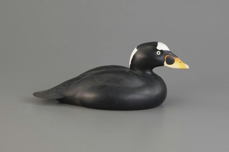 Oliver Lawson – Surf Scoter – 2025