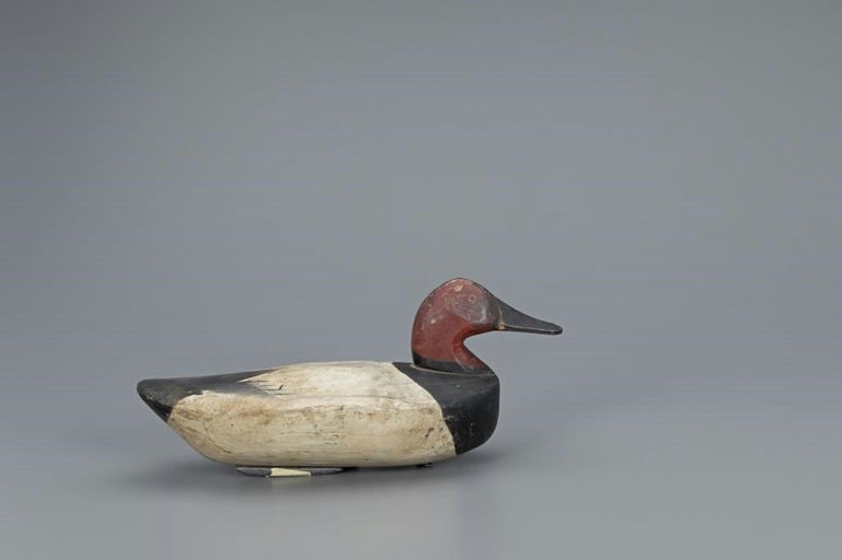Sam Barnes – Canvasback Drake – 2019