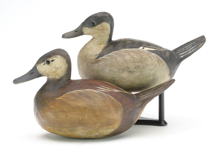 Reggie Birch – Ruddy duck – 2024