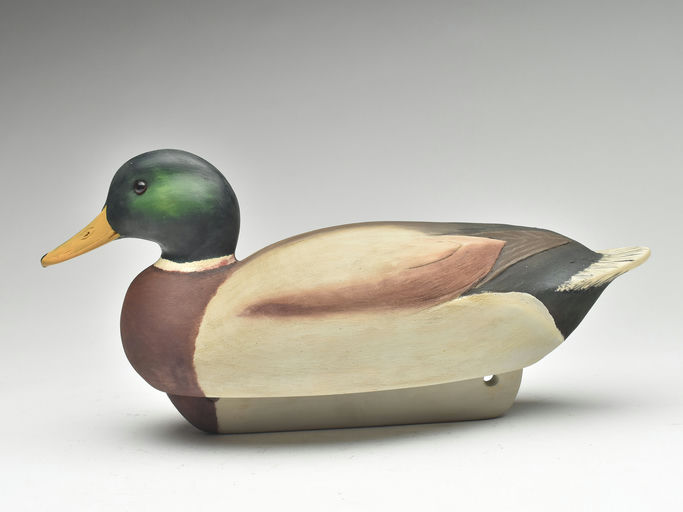 Cigar Daisey – Mallard – 2023