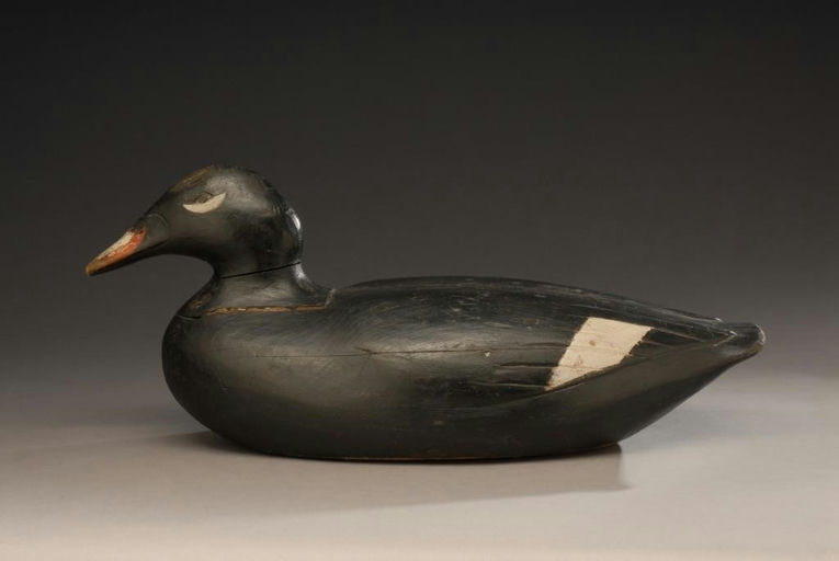 Gus Wilson – White-Winged Scoter – 2008