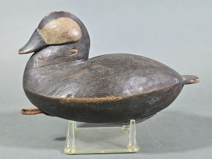 Mark Finisecy – Ruddy Duck – 2026