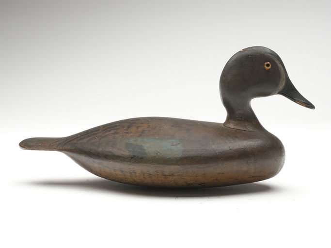 Harvey Stevens – Blue-winged Teal – 2023