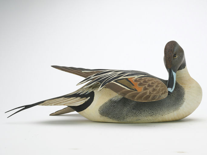 Ward Brothers – Decorative Preening Pintail – 2024