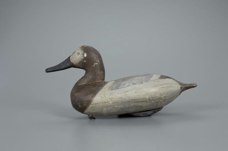 William Heverin – Canvasback Hen – 2020
