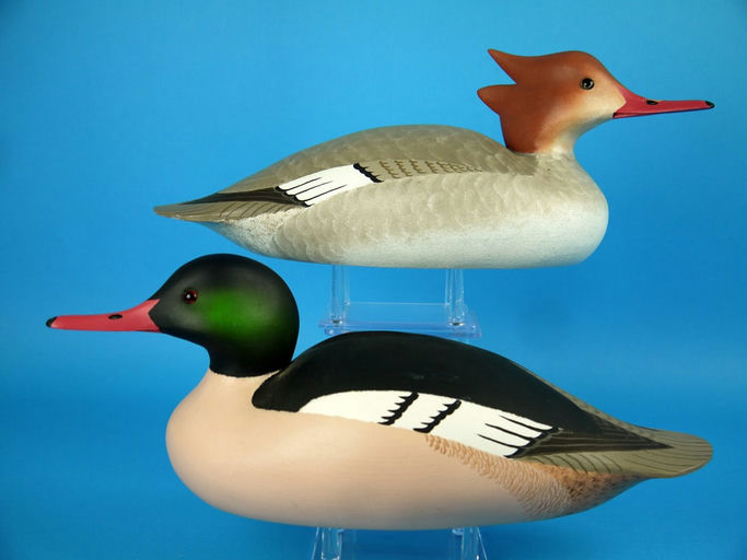 Bill Cranmer – Common Merganser Pair – 2026