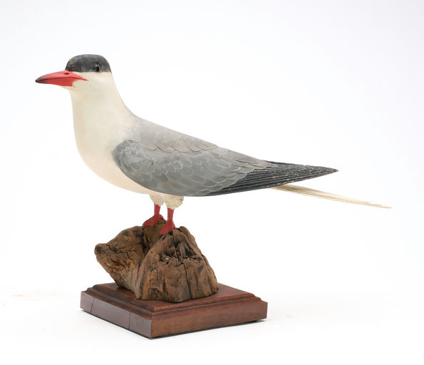 Frank Finney – Standing Tern With Raised Wingtips and Extended Split Tail – 2025