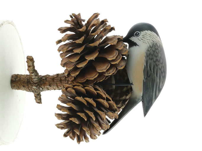 Elmer Crowell – Full Size Chickadee On Pine Branch – 2024