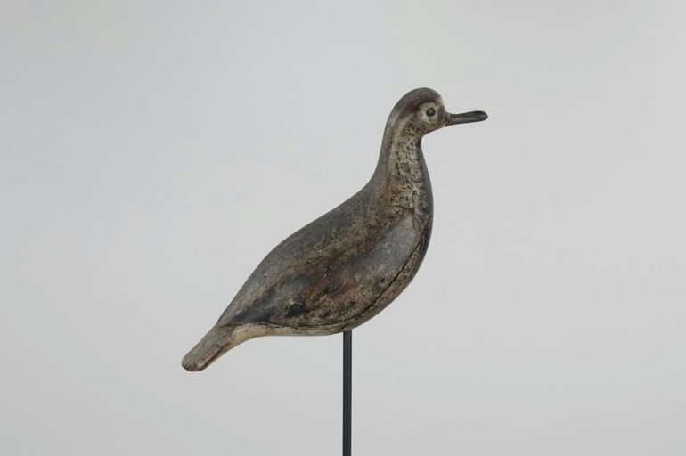 Verity Family – Black-Bellied Plover – 2026