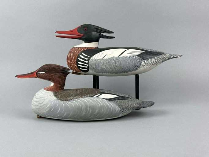 Anthony Hillman – Red-Breasted Mergansers – 2026