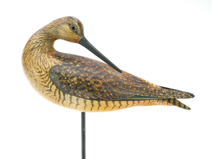 Bill Gibian – Preening Yellowlegs – 2025