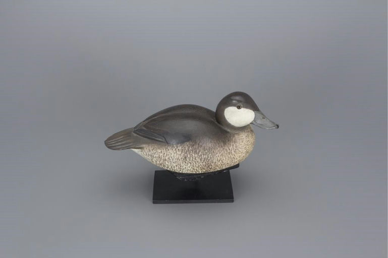 Bob White – Ruddy Duck – 2017