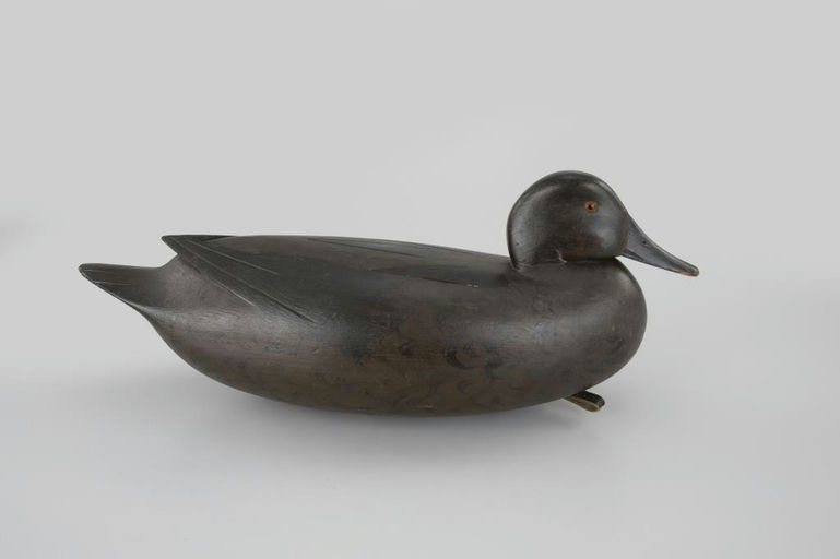 William Quinn – Pintail Hen – 2026