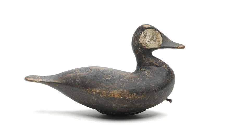 Reggie Birch – Ruddy Duck – 2026