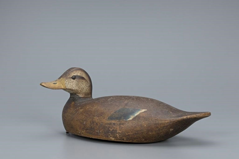 Lloyd Aaron Sterling – Turned-head Black Duck – 2019