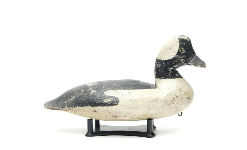 Doug Jester – Bufflehead – 2026