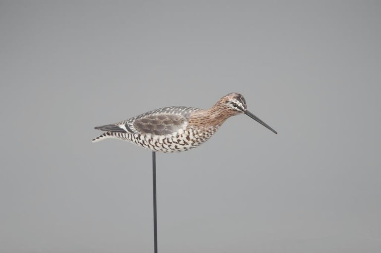 Elmer Crowell – The Sherer Running Willet – 2021