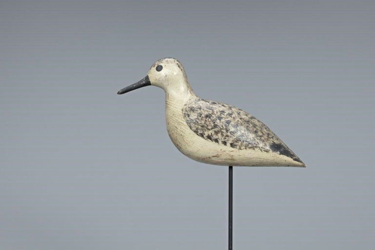 Harry V. Shourds – Plover in Winter Plumage – 2019