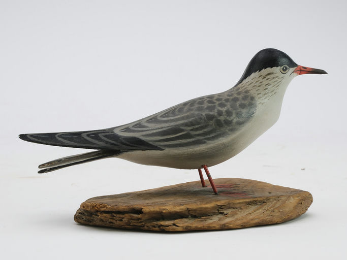 Elmer Crowell – Tern – 2024