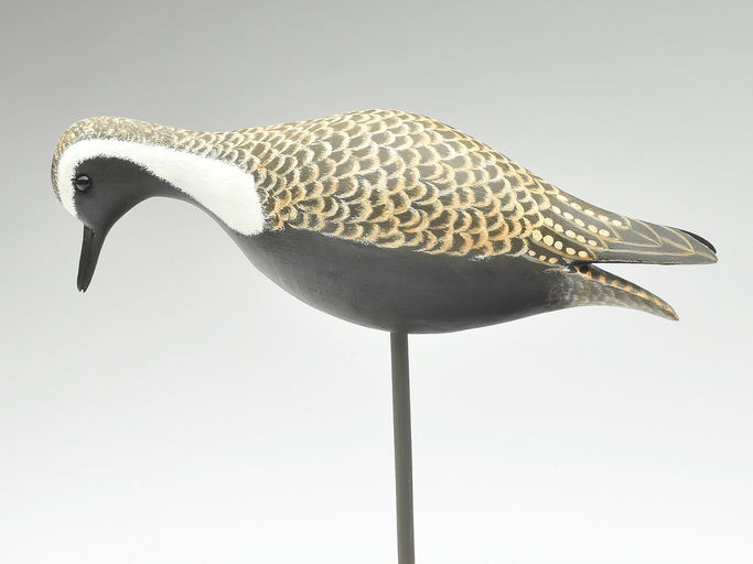 Cigar Daisey – Golden Plover – 2023