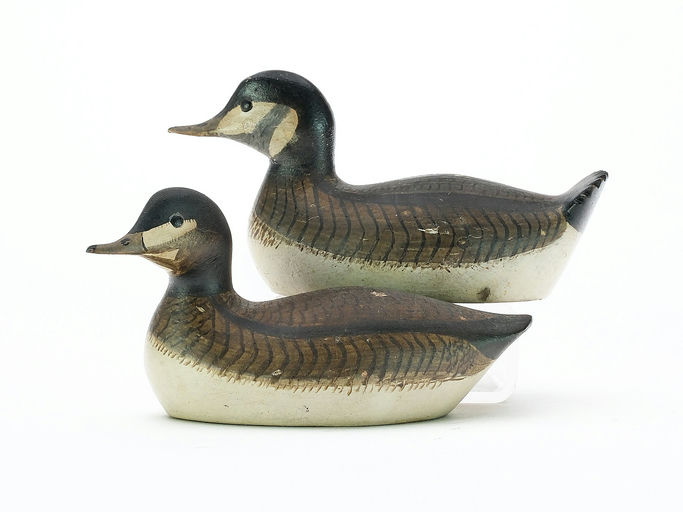George Boyd – Ruddy Duck – 2025