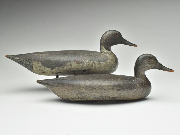 Charles Schoenheider, Sr. – Pintail – 2023