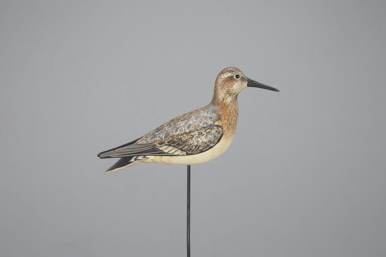 Bill Gibian – Least Sandpiper – 2024