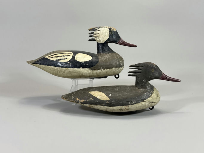 Doug Jester – Hooded Merganser – 2026